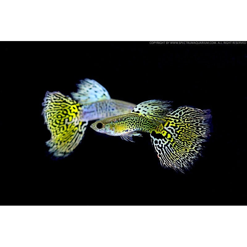 Green Cobra Guppy Male