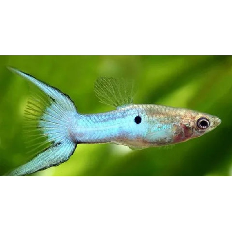 Japan Blue Guppy Male
