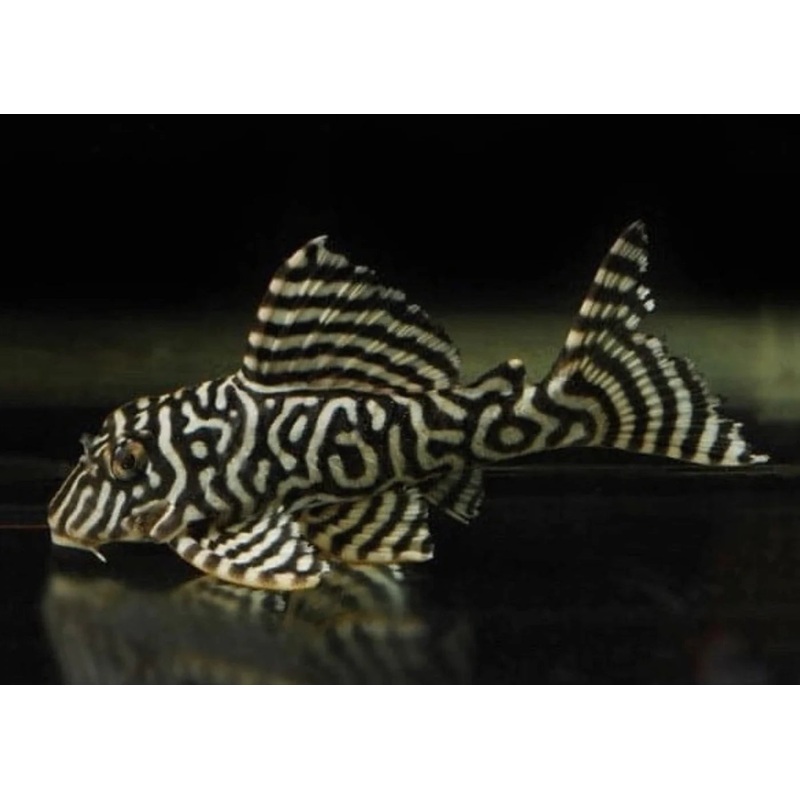 L066 King Tiger Pleco 5cm