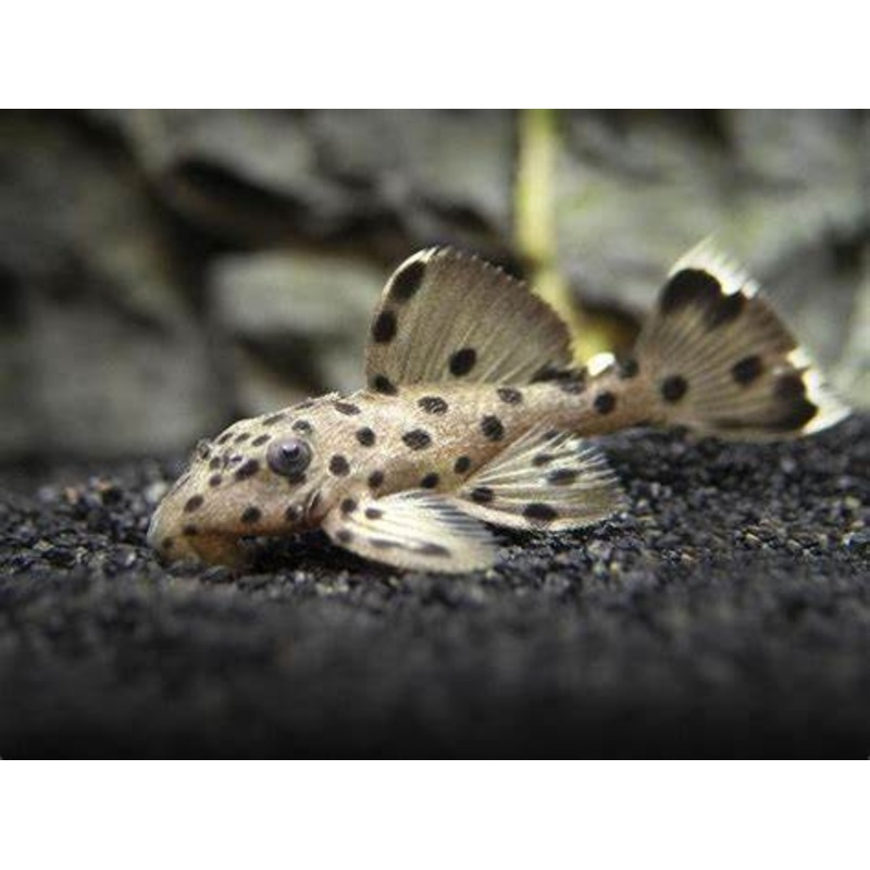 L264 Sultan Pleco