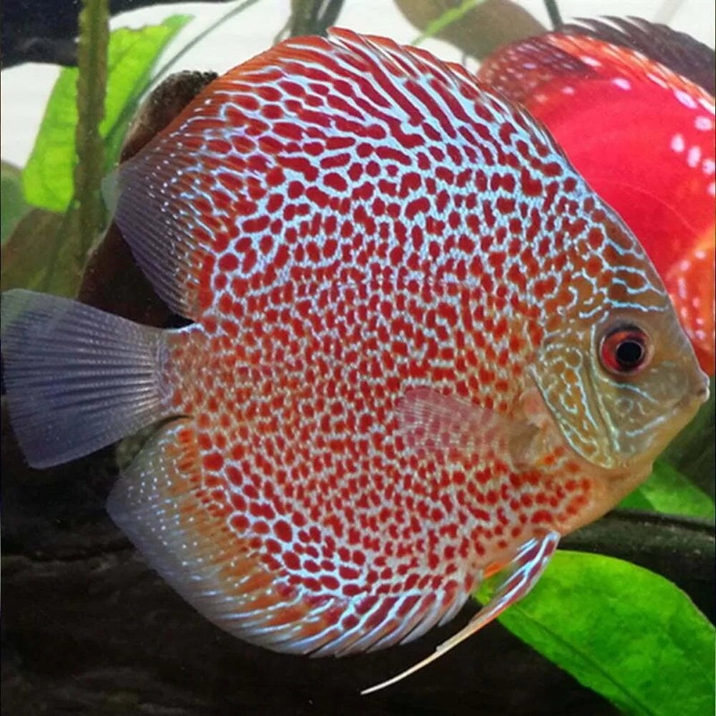 Leopard Discus 5.0-6.0 Cm