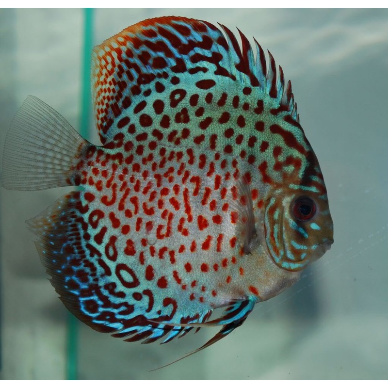 Leopard Spotted Discus