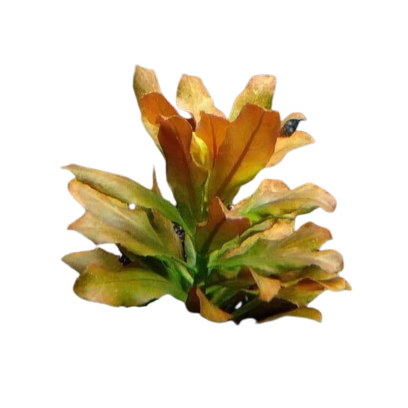 Ludwigia Sphaerocarpa