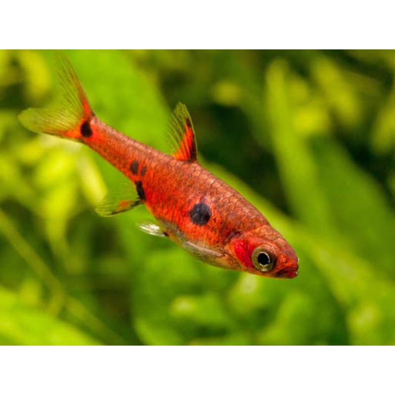 Maculata Dwarf Rasbora