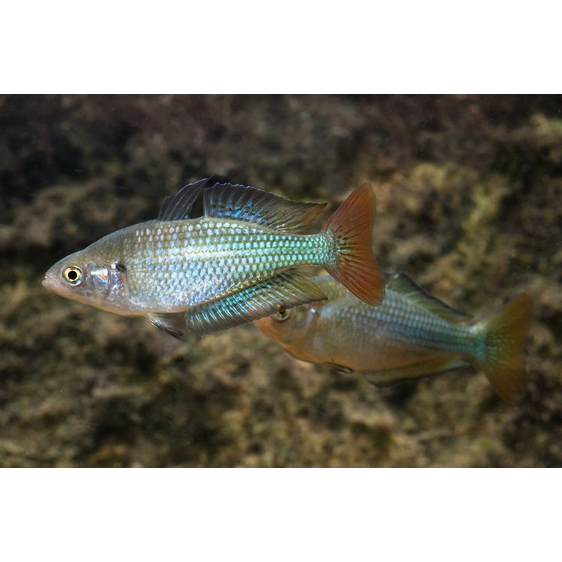 Murray River Rainbow
