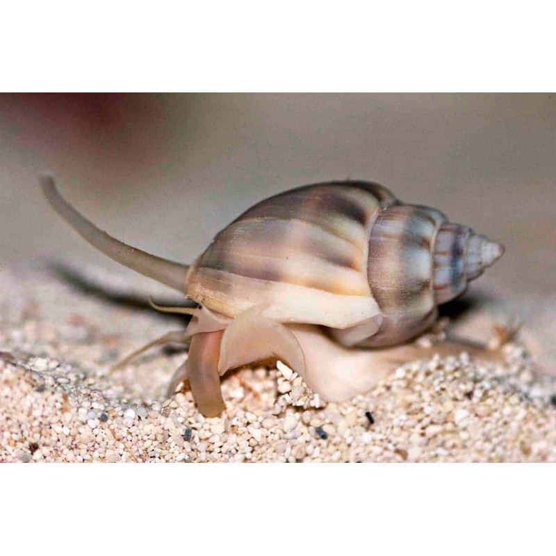 Nassarius - Zombie Snail