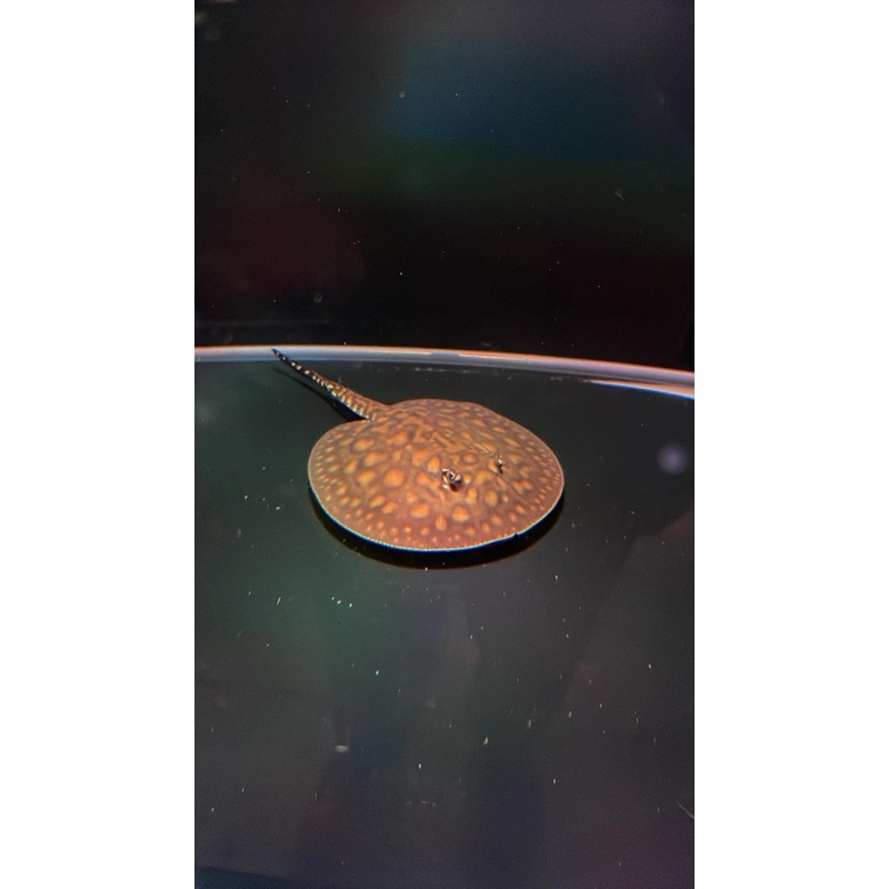 PURE Motoro Stingray 10cm