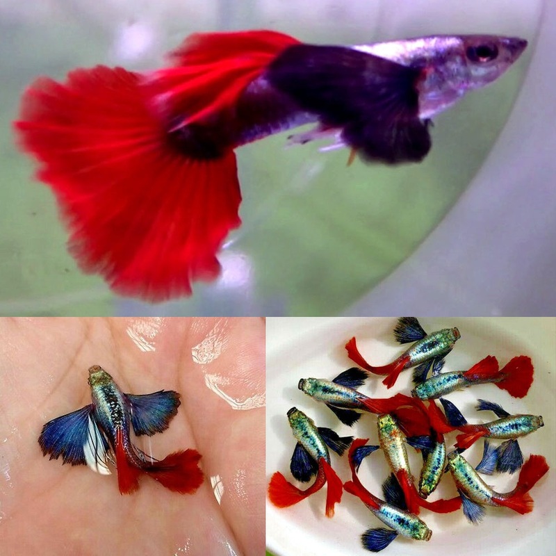 Red Dumbo Guppy Male