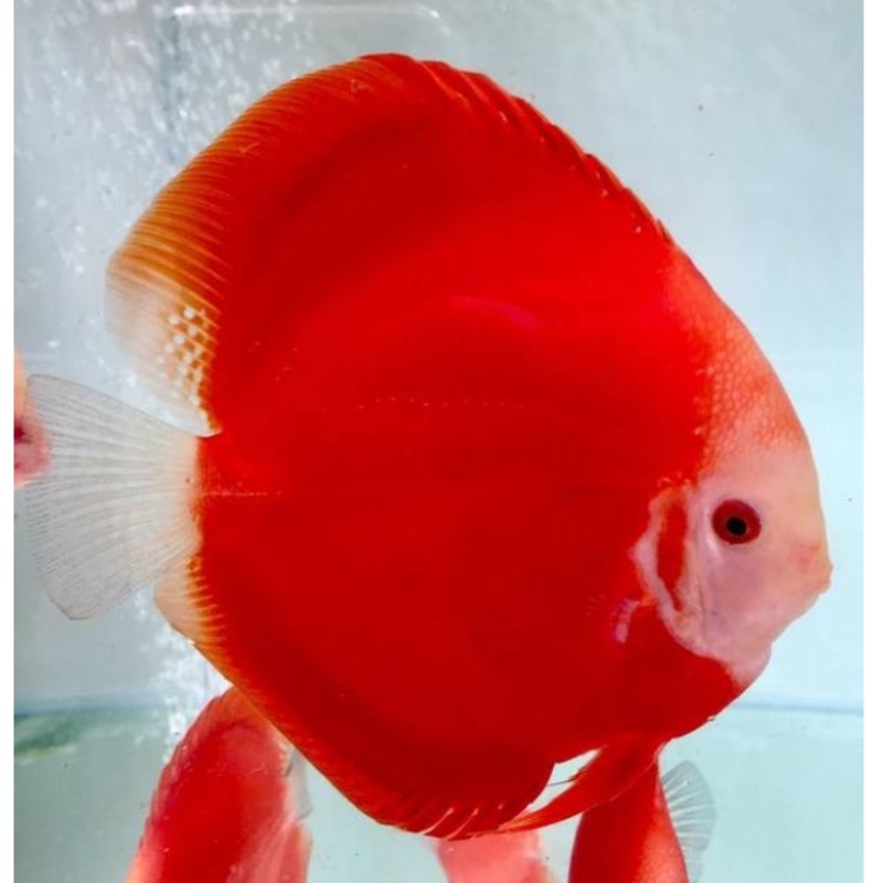 Red Rose Discus