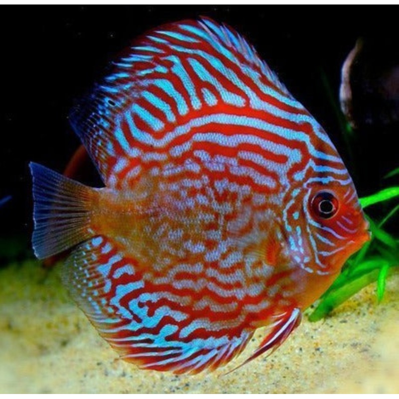 Red Turquoise Discus 5.0-6.0 Cm