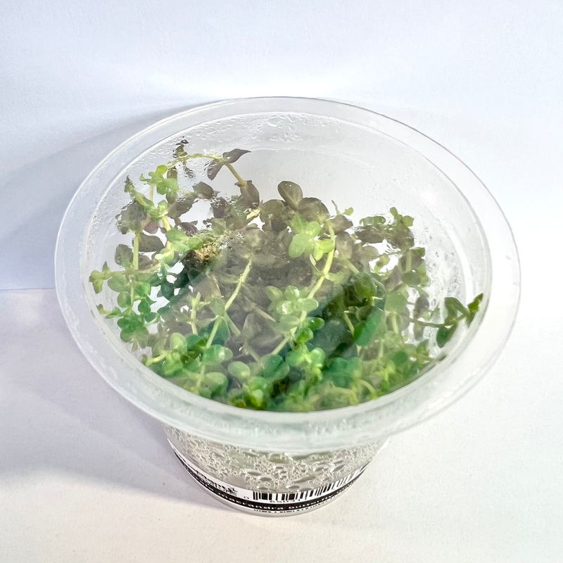 Rotala macaranda - Butterfly Mini - Tissue Culture