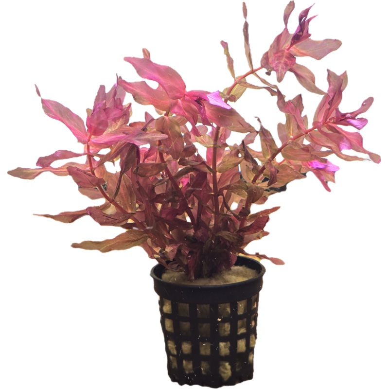 Rotala macrandra 'Red'