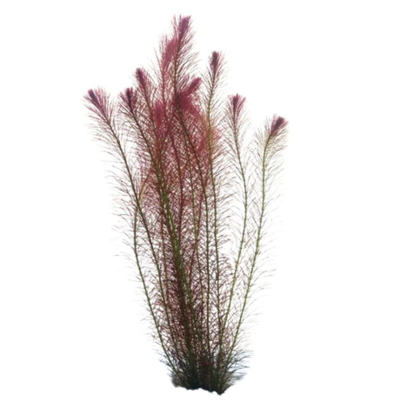 Rotala Wallichii Bunch