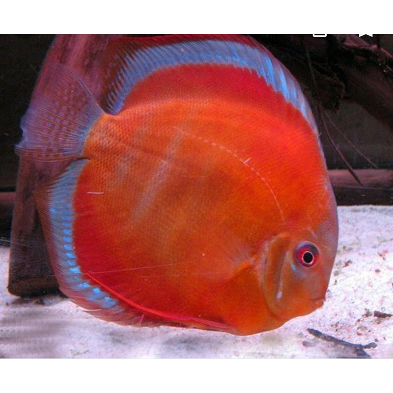San Merah Discus 6cm