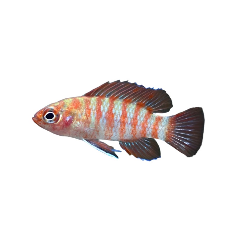 Scarlet Badis
