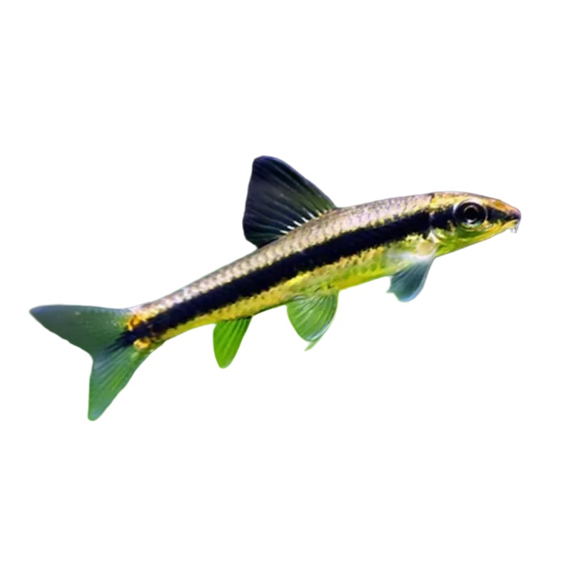 Siamese Algae Eater