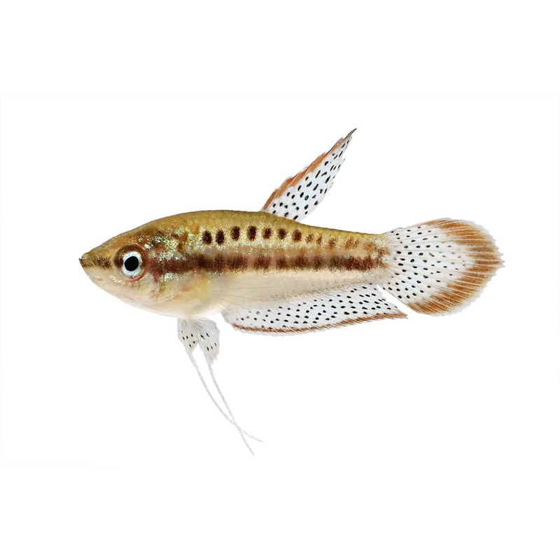 Sparkling Gourami