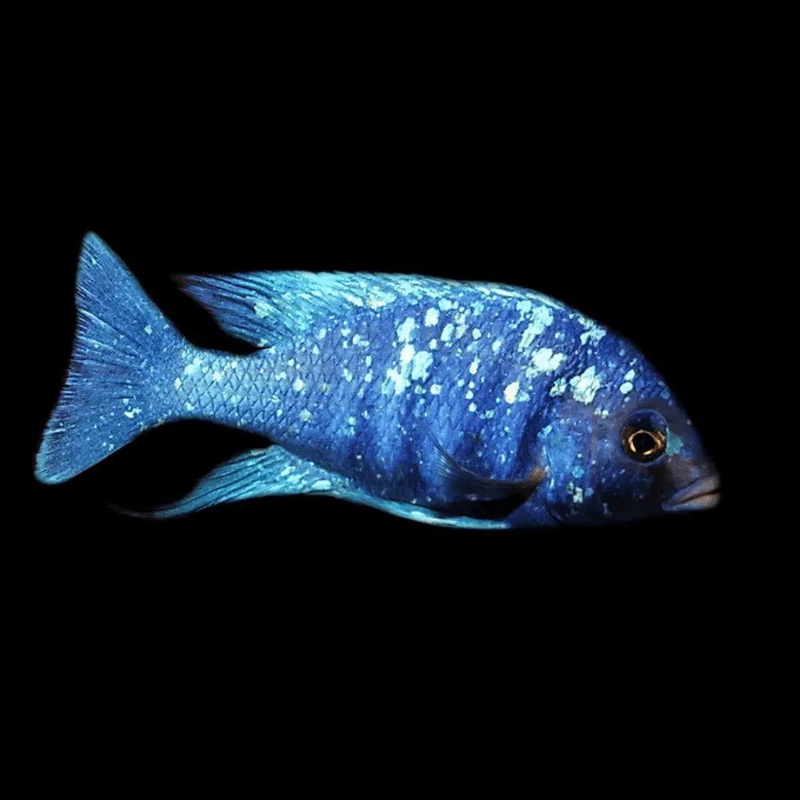 Star Sapphire Mirrorball Cichlid