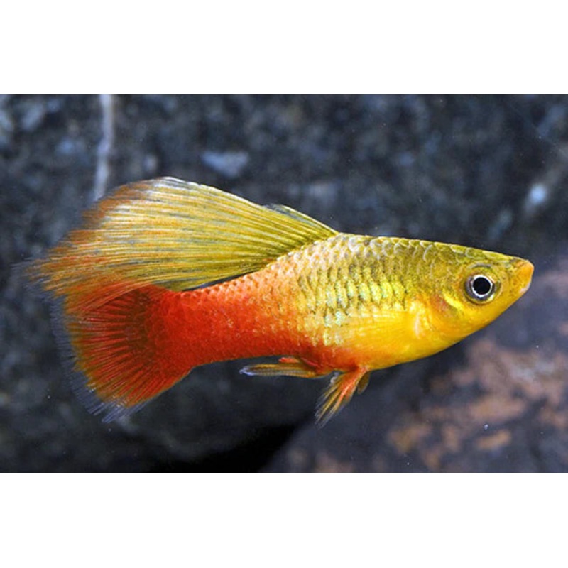 Sunset Hi Fin Platy