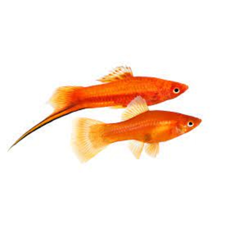 Swordtail