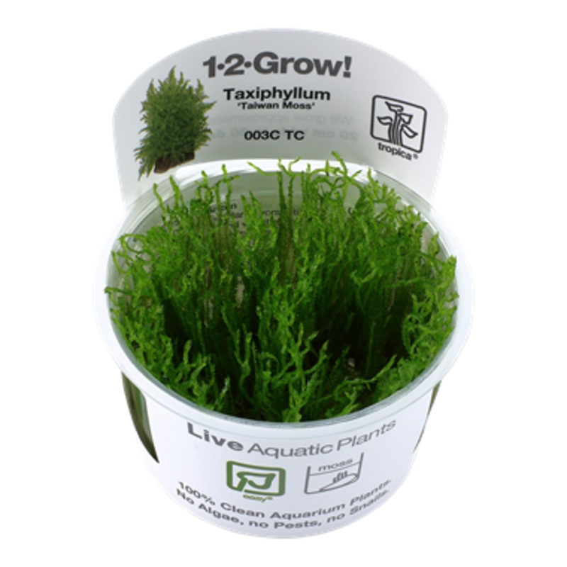 Taxiphyllum alternans 'Taiwan' (1-2-Grow!)