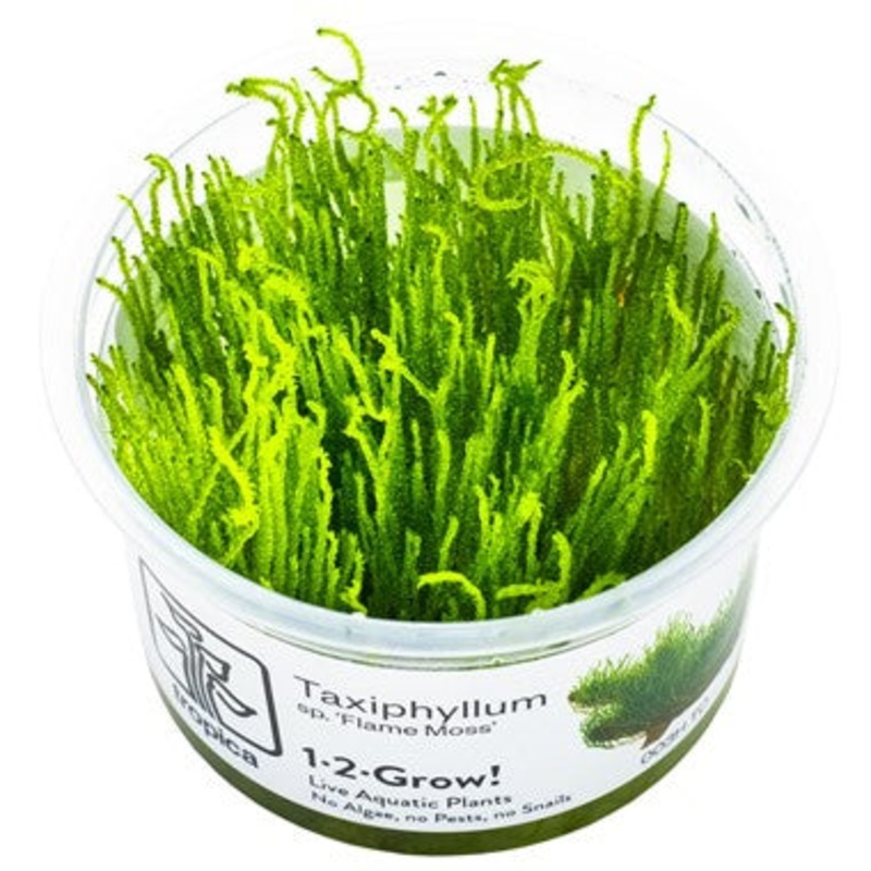 Taxiphyllum sp. Flame Moss (1-2-grow!)