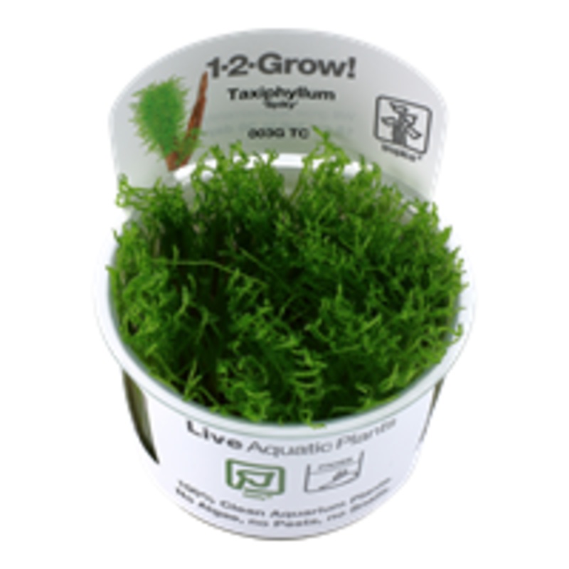 Taxiphyllum 'Spiky' Moss (1-2-Grow!)