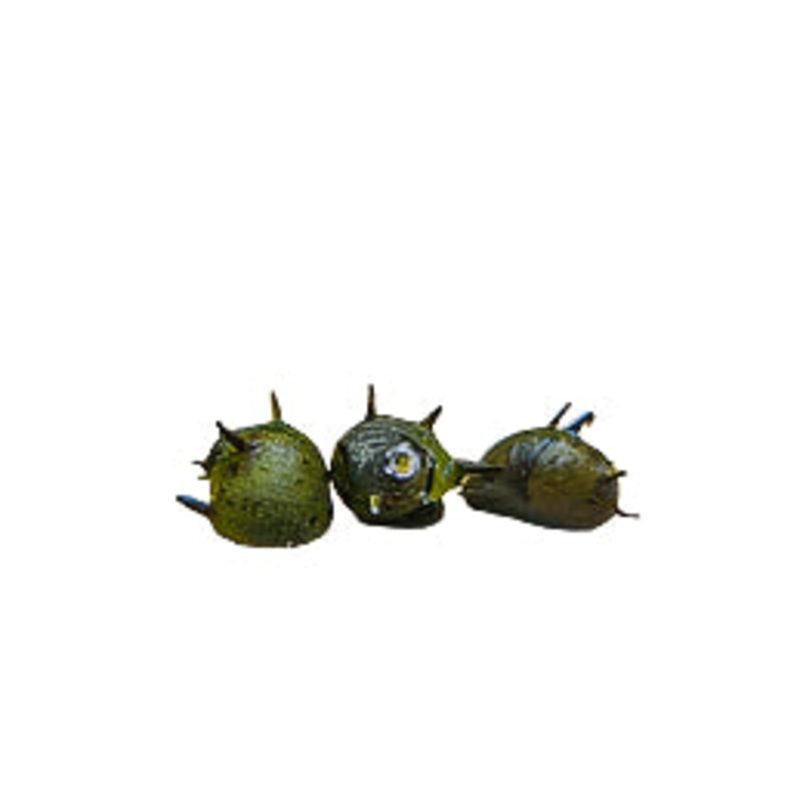 Thorned Nerite Snail