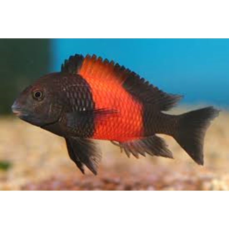Tropheus Moorii