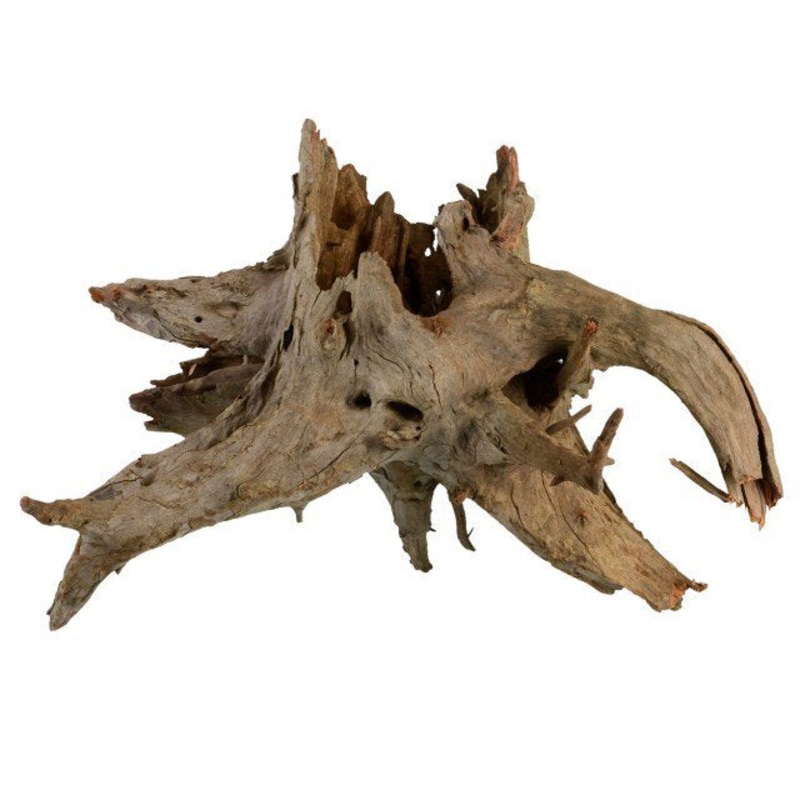 UT Eucalyptus Root - Medium