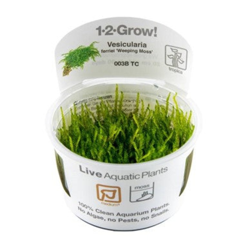 Vesicularia ferriei 'Weeping Moss' (1-2-Grow!)