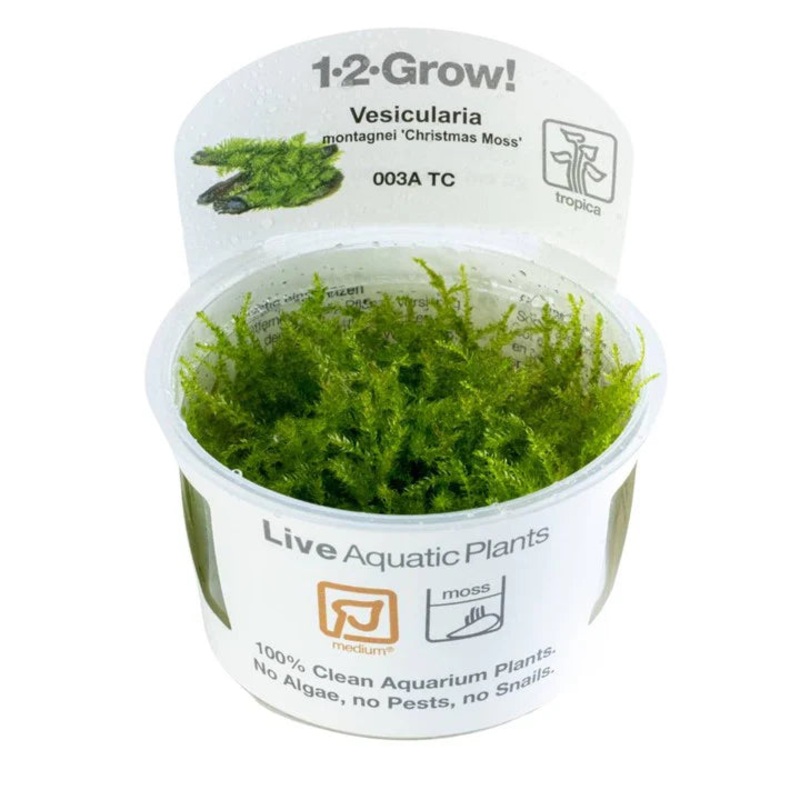 Vesicularia montagnei Christmas Moss (1-2-Grow!)