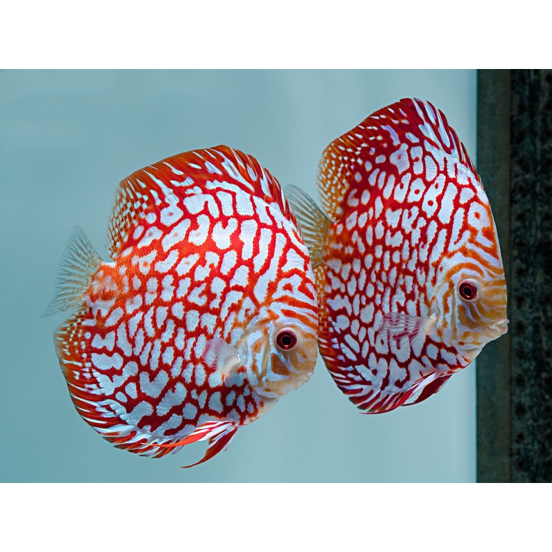 White Checkerboard Discus 5.0-6.0 Cm