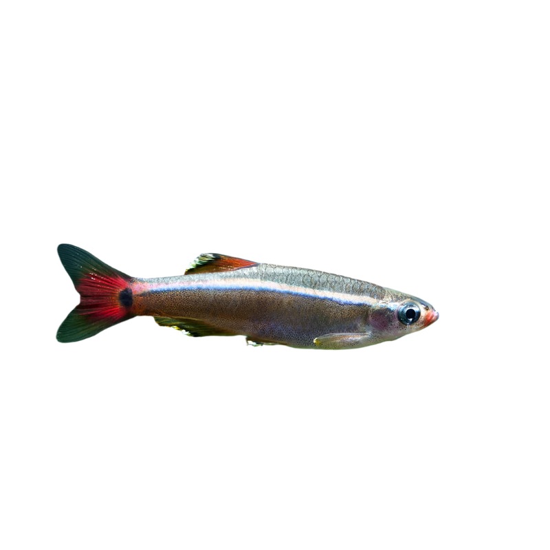 White Cloud Mountain Minnow