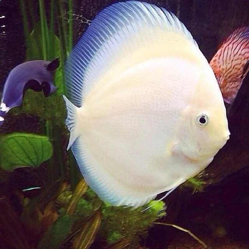 White Diamond Red Eye Discus 6 Cm