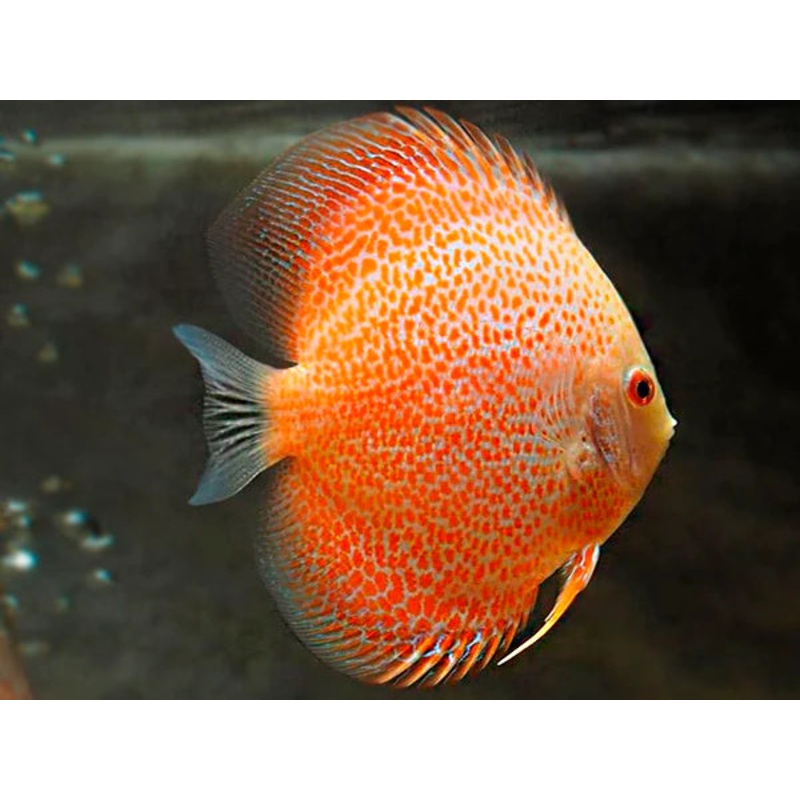 White Pigeon Discus 6.0-7.0 Cm