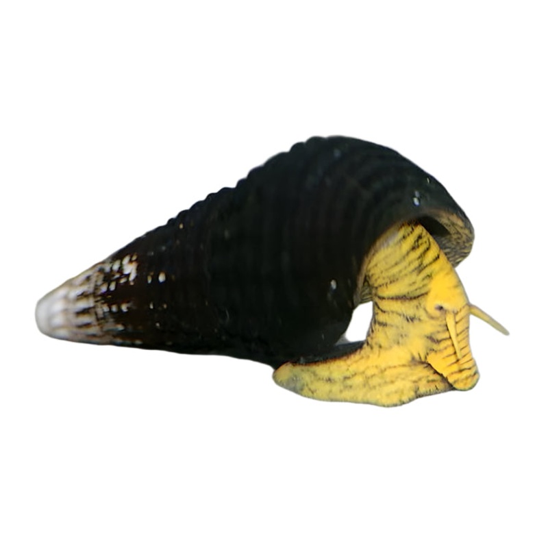 Yellow Rabbit Snail