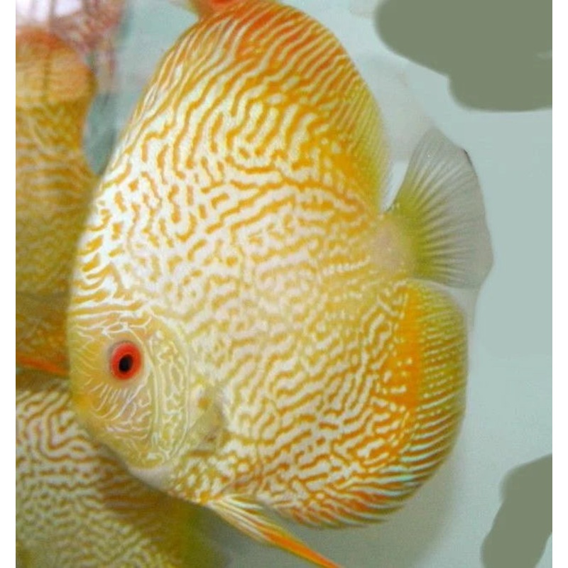 Yellow Snakeskin Discus 5.0-6.0 Cm