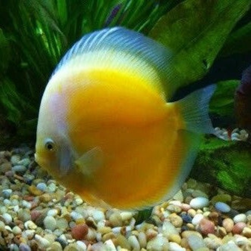 Yellow White Ogon Discus 6.0-7.0 Cm
