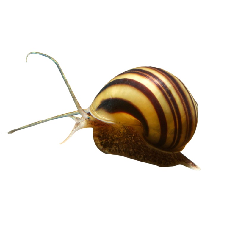Zebra Apple Snail