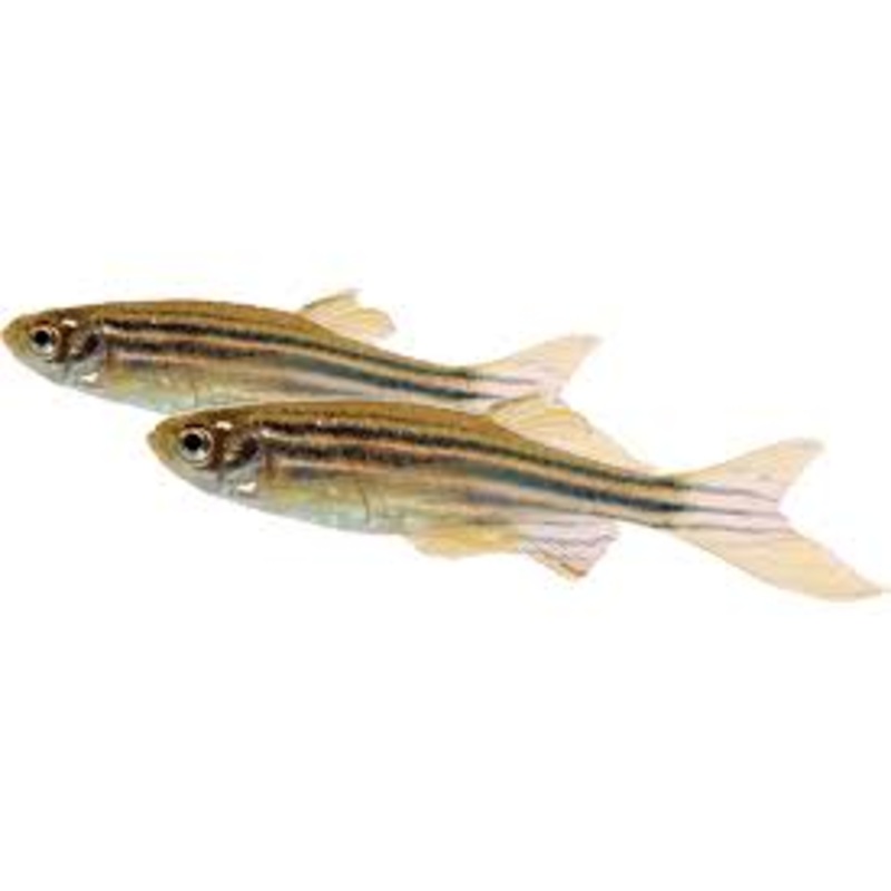Zebra Danio