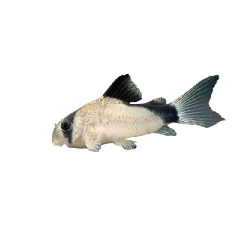 Bandit Corydora Catfish