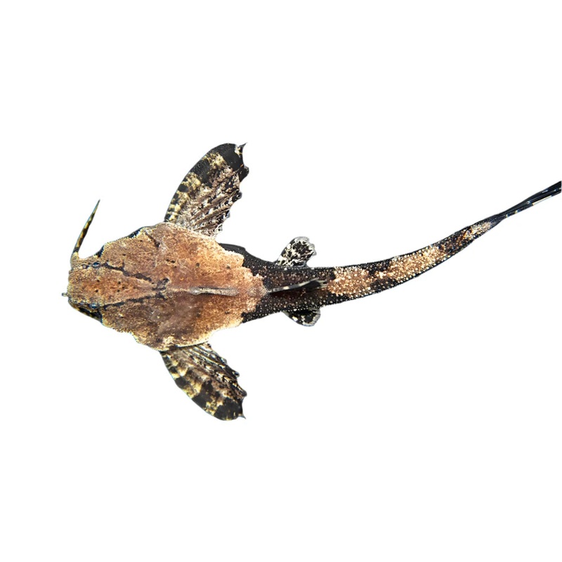 Banjo Catfish