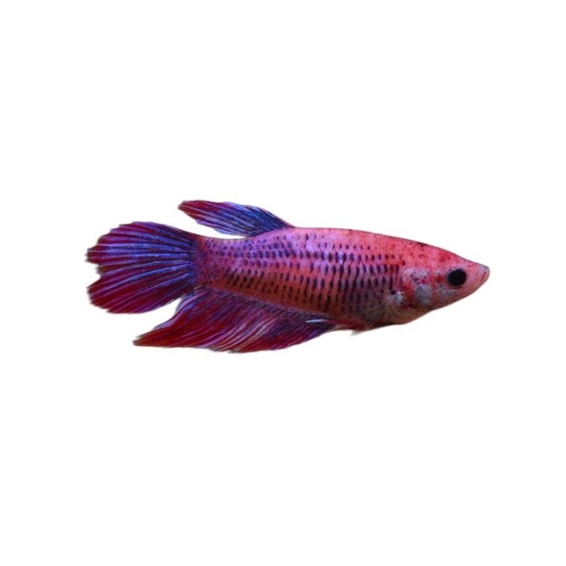 Betta Fish - Female
