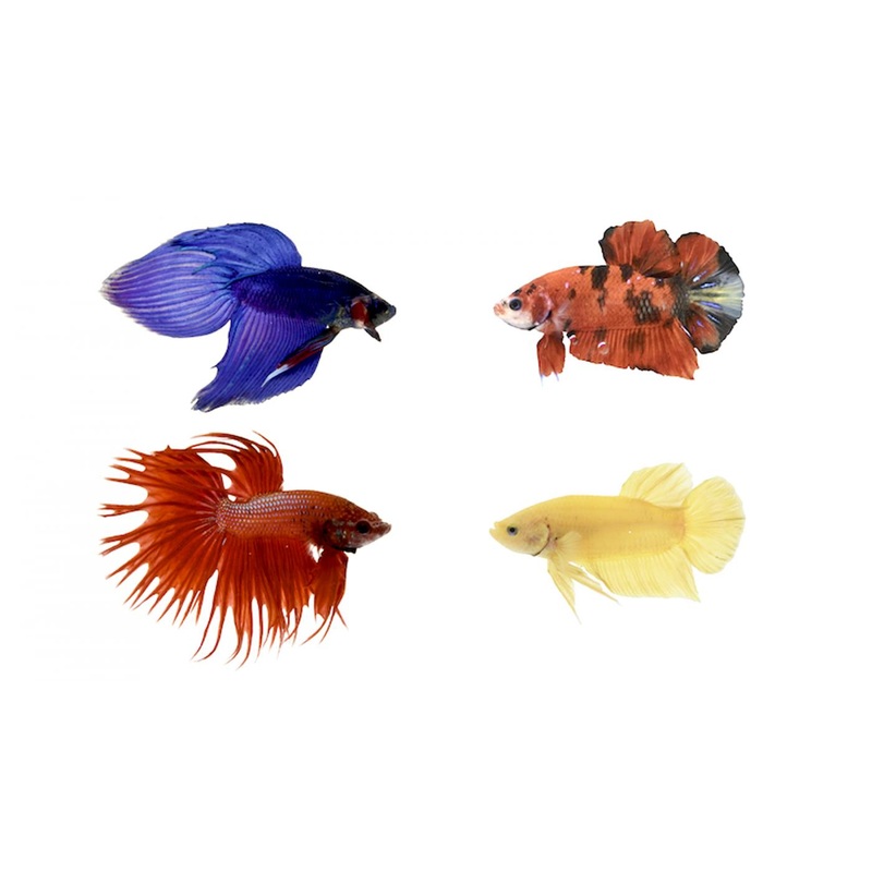 Betta Fish - Male
