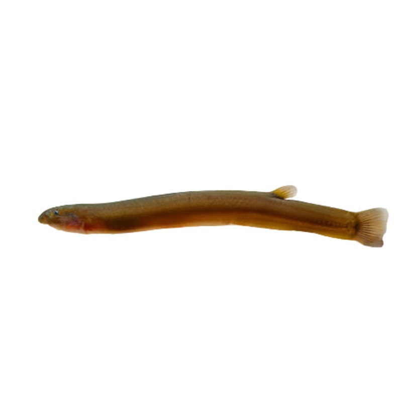 Black Kuhli Loach