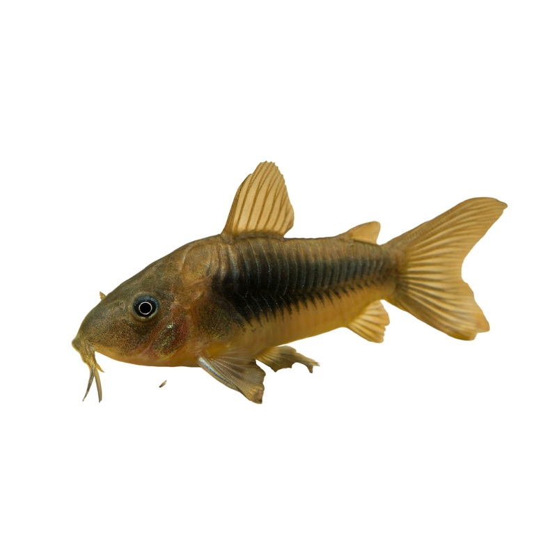 Bronze Corydora Catfish