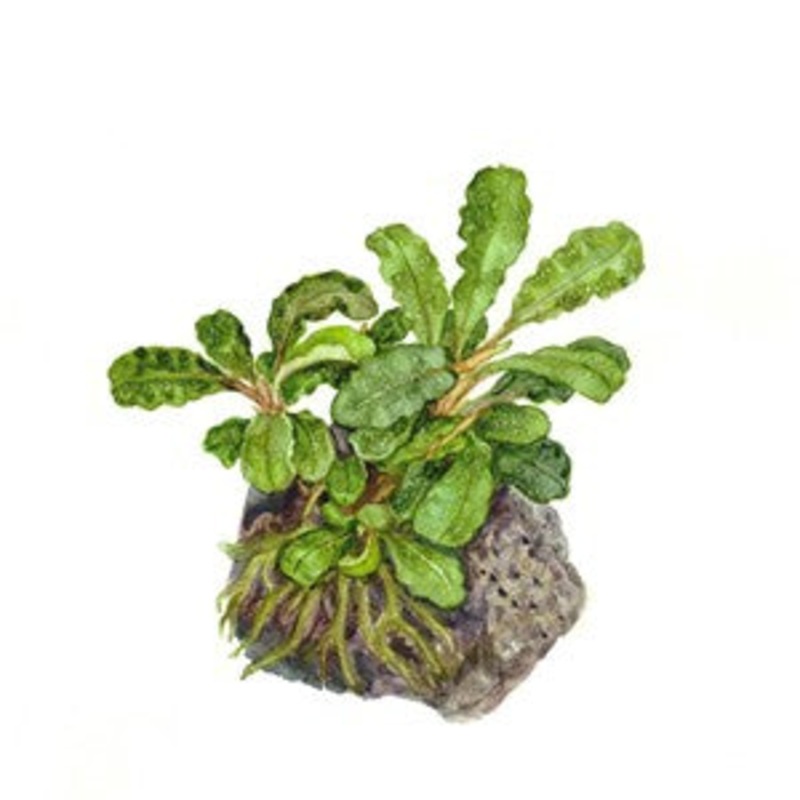 Bucephalandra pygmaea "wavy green"