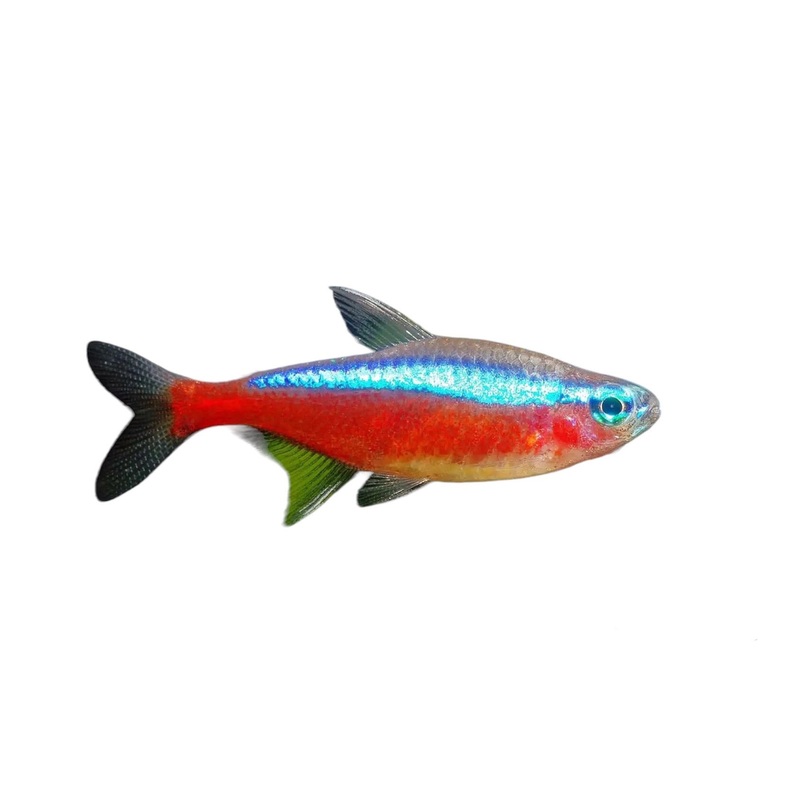 Cardinal Tetra