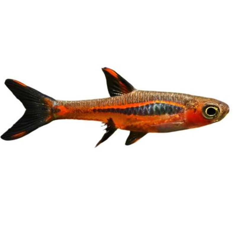 Chili Rasbora